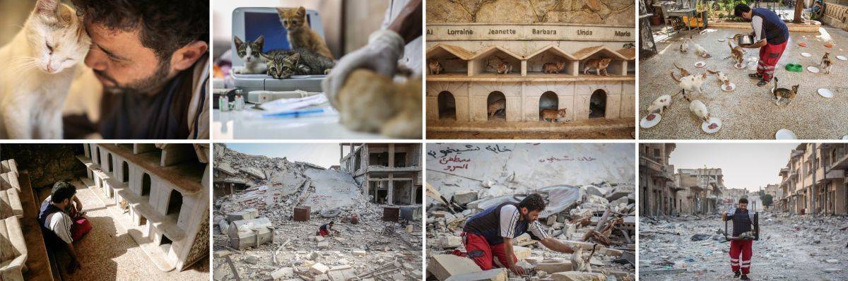 Katzenretter von Aleppo