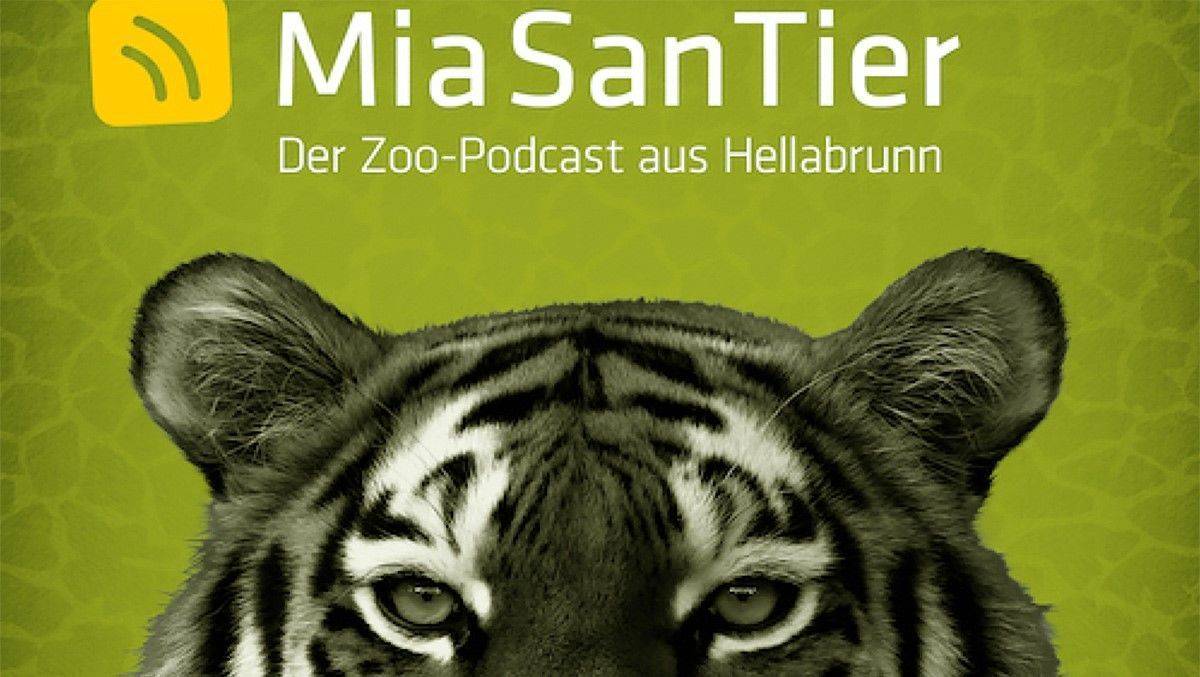 Im Auge des Tigers – und in den Ohren der Zoo-Fans. Der Münchner Tierpark Hellabrunn lässt jetzt mit einem Podcast aufhorchen.